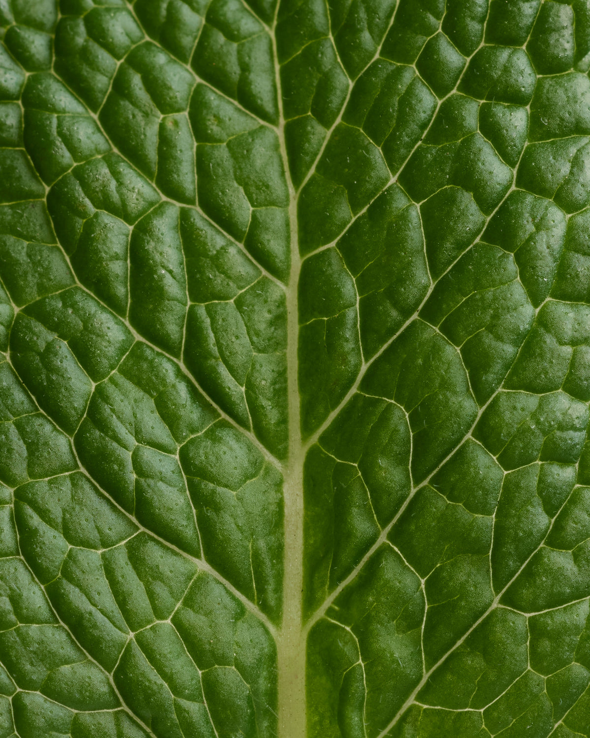 Recharge Déodorant stick Menthe Eucalyptus