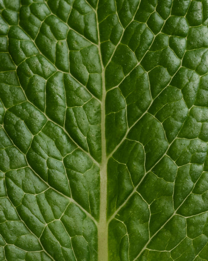 Déodorant stick Menthe Eucalyptus