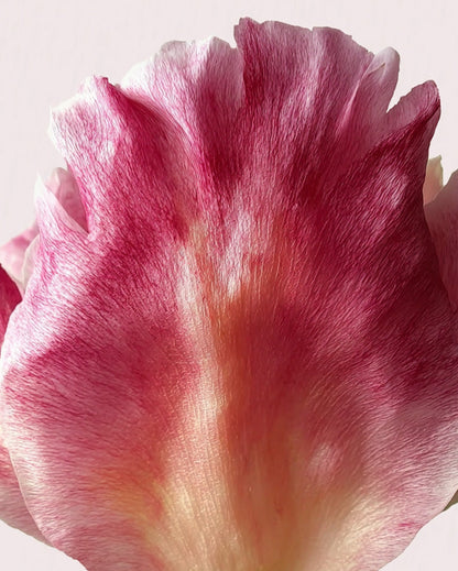 Kit Découverte Déodorant stick Rose Pivoine